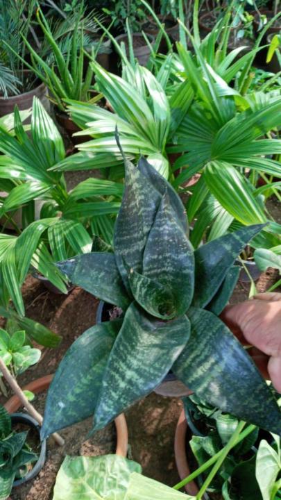Beautiful%20Flowering%20Snake%20Plant%20-%20Image%204