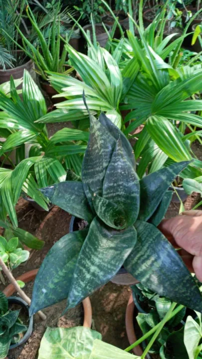 Beautiful%20Flowering%20Snake%20Plant%20-%20Image%204