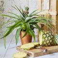 30pcs Pineapple Fruit Seeds. 