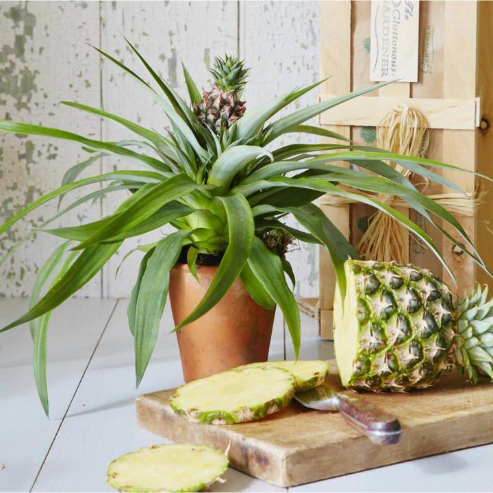 30pcs Pineapple Fruit Seeds