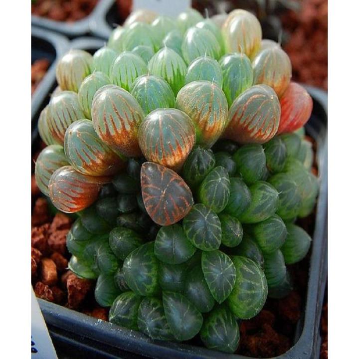 Succulent Haworthia Ikra Seeds