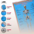 Human Skeleton System Wall Chart | HD Picture Presentation on 200 grams Laminated Card 23*36 inches. 