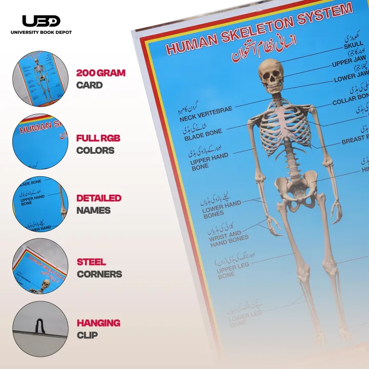 Human%20Skeleton%20System%20Wall%20Chart%20%7C%20HD%20Picture%20Presentation%20on%20200%20grams%20Laminated%20Card%2023*36%20inches%20-%20Image%203