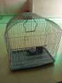 Cage for ringneck, austrailian parrots/bajri,. 