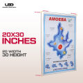 Structure and Classification Of Amoeba Wall Poster |  Unicellular Organism Amoeba Diagram Wall Chart | HD Picture presentation on 200-gram Card 20*30 inches. 