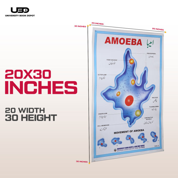 Structure%20and%20Classification%20Of%20Amoeba%20Wall%20Poster%20%7C%20%20Unicellular%20Organism%20Amoeba%20Diagram%20Wall%20Chart%20%7C%20HD%20Picture%20presentation%20on%20200-gram%20Card%2020*30%20inches%20-%20Image%202
