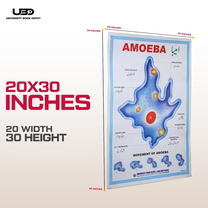 Structure%20and%20Classification%20Of%20Amoeba%20Wall%20Poster%20%7C%20%20Unicellular%20Organism%20Amoeba%20Diagram%20Wall%20Chart%20%7C%20HD%20Picture%20presentation%20on%20200-gram%20Card%2020*30%20inches%20-%20Image%202
