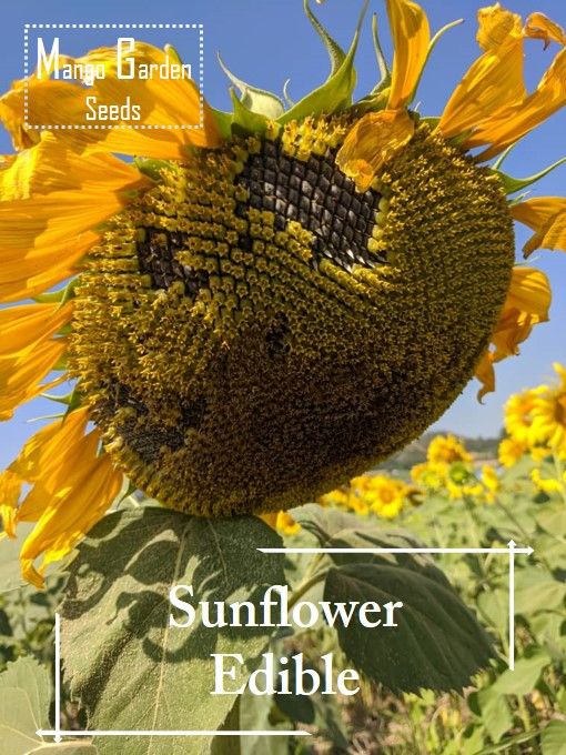 *Easy* Edible Sunflower Seed 20 seed *Pot Friendly* Edible SUNFLOWER