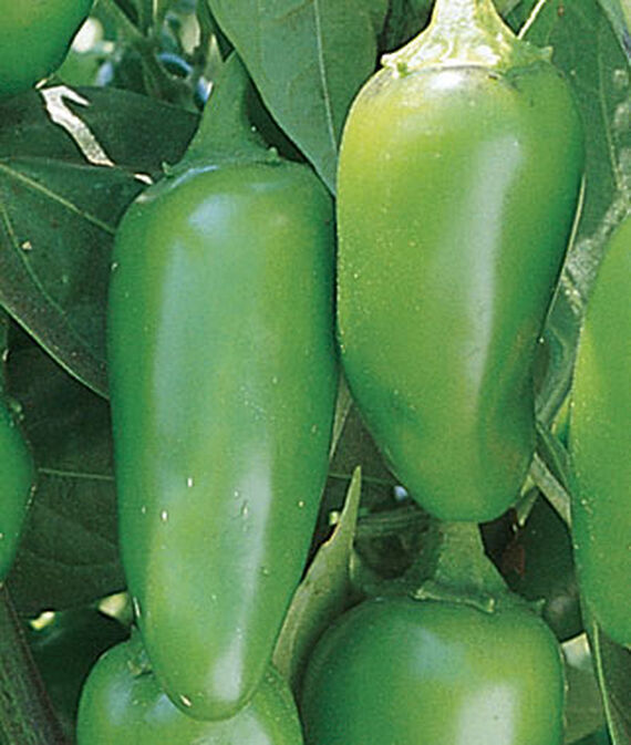 Wonder Hot Pepper Chilli Hybrid big size Imported best germination by Royal Seeds & Tools