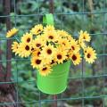 Topsky Balcony Garden Hanging Flower Pot, Iron Metal Flowerpot Garden Decoration Supplies Accessories, Vase Bucket flower pots Plant Planter Baskets Fence. 