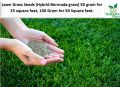 Lawn Grass Seeds (Bermuda Grass) imported seeds from Netherlands 50 gram for 25 square feet , 100 Gram for 50 Square feet.. 