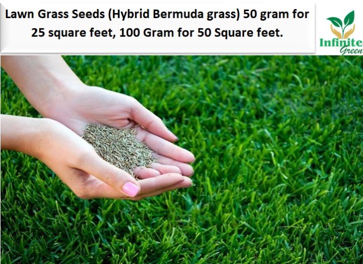 Lawn%20Grass%20Seeds%20(Bermuda%20Grass)%20imported%20seeds%20from%20Netherlands%2050%20gram%20for%2025%20square%20feet%20,%20100%20Gram%20for%2050%20Square%20feet.%20-%20Image%205