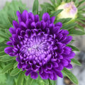 Aster Milady Mix Flower Seeds, Home Kitchen Gardening. 