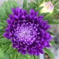 Aster Milady Mix Flower Seeds, Home Kitchen Gardening. 