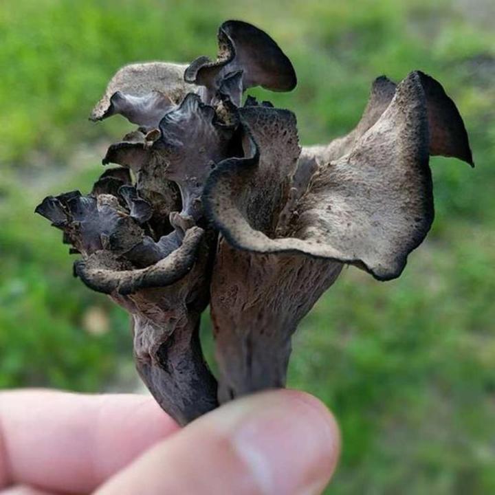 Black Trumpet Mushroom Spawn Seeds