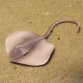 Simulation Marine Animal Manta Ray Aquarium Sea Life Stingray Devil Fish Ocean Toys Animal Figure Children Educational Toy Gifts. 
