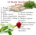 80+ Round Red Radish (Laal Moli) Vegetable seed for kitchen gardening. 