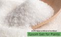 Epsom Salt 5 kg for Plant Growth & Development | Contains Magnesium Sulfate Water Soluble Plant Fertilizer | Prevents yellowing of leaves | Promotes bountiful blooms | tasty fruits and plant. 