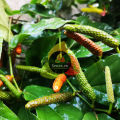 Spices.pk Pipli / Long Pepper / Maggaan / Filfil / Thippali / Pippli Mirch wt.50gm. 
