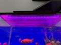 Aquarium LED PINK fish tank Light. 10 inches. 