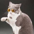 Round Funny For Small Dog Cat Decoration Lovely Reflection Sunglasses Pet Glasses Eye Wear Photos Props. 