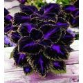 Purple Velvet Coleus Plant Seeds. 
