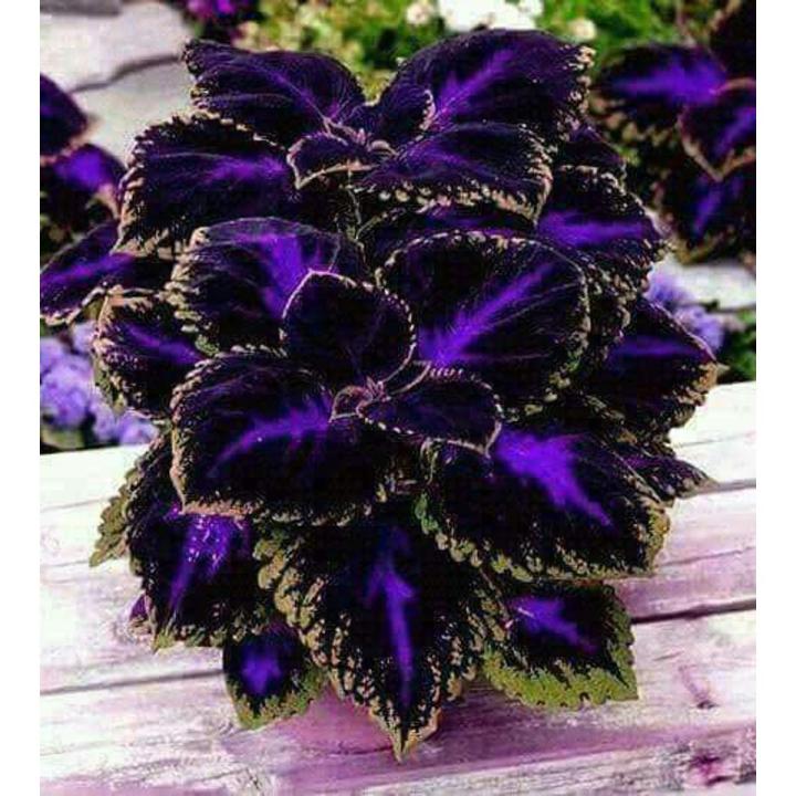 Purple Velvet Coleus Plant Seeds