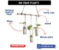 Hanging Plants Glass Vases Without Money Plants , Decor Style Hanging Plants Pots ,  Home Office  Garden Decoration. 