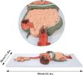 Human Digestive System Model - Liver Stomach Large Intestine Model Open Organ Model Coronal Section Model | Digestive Teaching Model. 