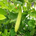"Apnaugao Heirloom Cucumber Seeds Collection: Packets of 6  Featuring White Wonder, Marketer, Cornichon de Paris, Alficoz, Ashley, and Kheera Varieties for a Diverse Harvest. 