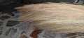 YYS Broom 2PCS  Stick Phool Jharo پھول جھاڑو Jharoo Jharu Feather Broom Sweeper Feather Duster Long Lasting. 