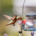 Outdoor Bird Water Feeders Birds Drinker for Wild Bird Garden. 