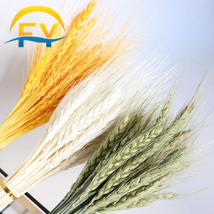 FY Wheat Ears Dried Flower Bouquet Preserved Natural Bunga Kering Sejambak Hiasan Rumah Home Decoration 干花麦穗大麦