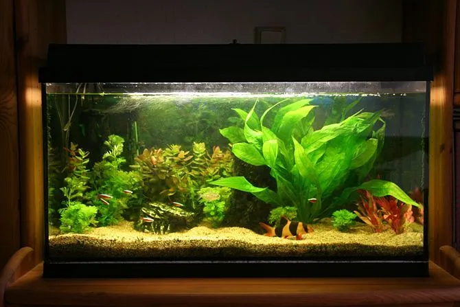 Aquarium%20LED%20white%20light%20for%20planted%20Tank%20High%20brightness%2020%20inches%20-%20Image%203