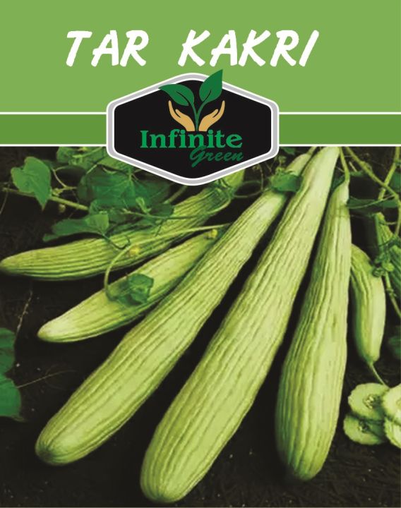 Kakri%20Tar%20(Armenian%20Cucumber%20)%20Summer%20vegetable%20Seeds%2060%20Plus%20seeds%20-%20Image%202