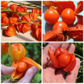 100pcs High Germination Red Lantern Fruits Seeds Easy To Grow In Malaysia Delicious Physalis Fruit Seeds for Planting Organic Cape Gooseberry Benih Pokok Buah Air Plant Seeds Bonsai Tree Live Plant Real Plant Flower Seeds Vegetable Fruits Plant Seeds. 
