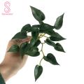 Plant Non-fading Hydrocotyle Vulgaris Plant. 