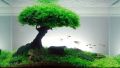 Java Moss for Aquarium. 