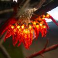 Outdoor Chili Pepper Lights High Brightness Led Chili Pepper String Lights for Festive New Year Decor Battery-operated with Different Light Modes Favorite Chili Pepper Light. 