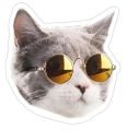 20+ Funny Cat Meme Stickers Pack, Digital Funny Cat Memes, Viral Funny Cats, Laptop Stickers, Mobile Stickers, Decals - JangoMango Store. 
