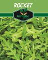 Rocket lettuce ( Arugula Salad) Seeds. 