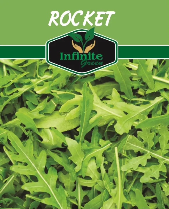 Rocket%20lettuce%20(%20Arugula%20Salad)%20Seeds%20-%20Image%202