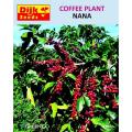 Coffee Plant Spring Summer Perenial Seeds. 