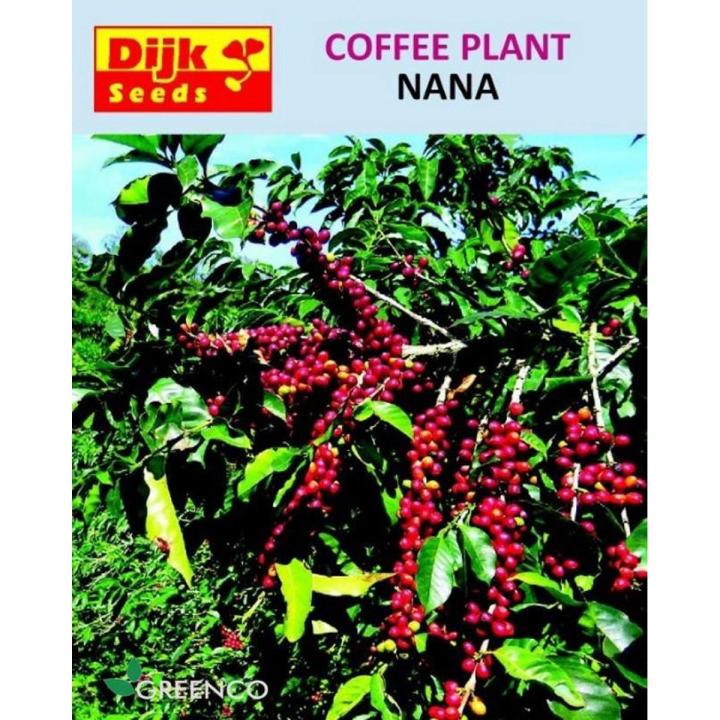Coffee Plant Spring Summer Perenial Seeds