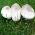 Field Mushroom Spawn Seeds. 