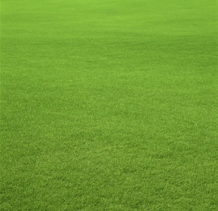 Hybrid%20Bermuda%20Grass%20Seed%2050gm%20-%20(500%20square%20feet)%20Grass%20Seeds%20For%20Lawn%20&%20Garden%20-%20Image%202