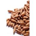 Pine Nuts (chilgoza) - 500 gms. 