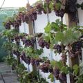 Black Grapes Fruit Seeds. 
