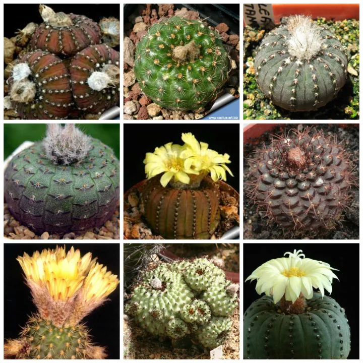 Qty%2020+%20Fresh%20Cactus%20Seeds%20Different%20Species%20Mix%20Star%20Cactus%20Succulent%20Plant%20-%20Image%206