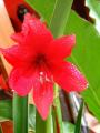 Red Lilly Flower Bulbs 1 Fresh Bulb. 